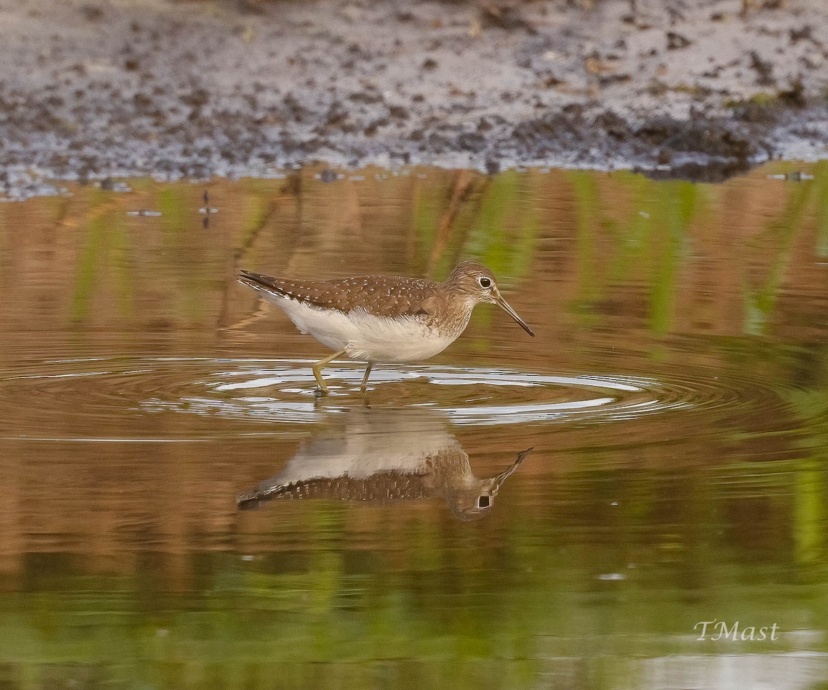 Einsiedelwasserläufer - ML609097263