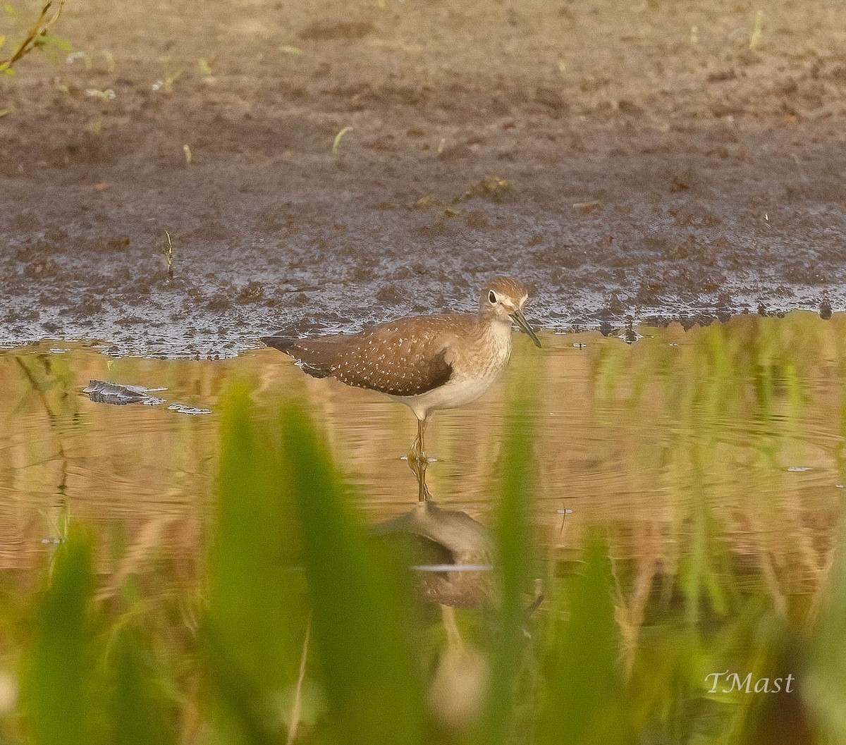 eremittsnipe - ML609097264