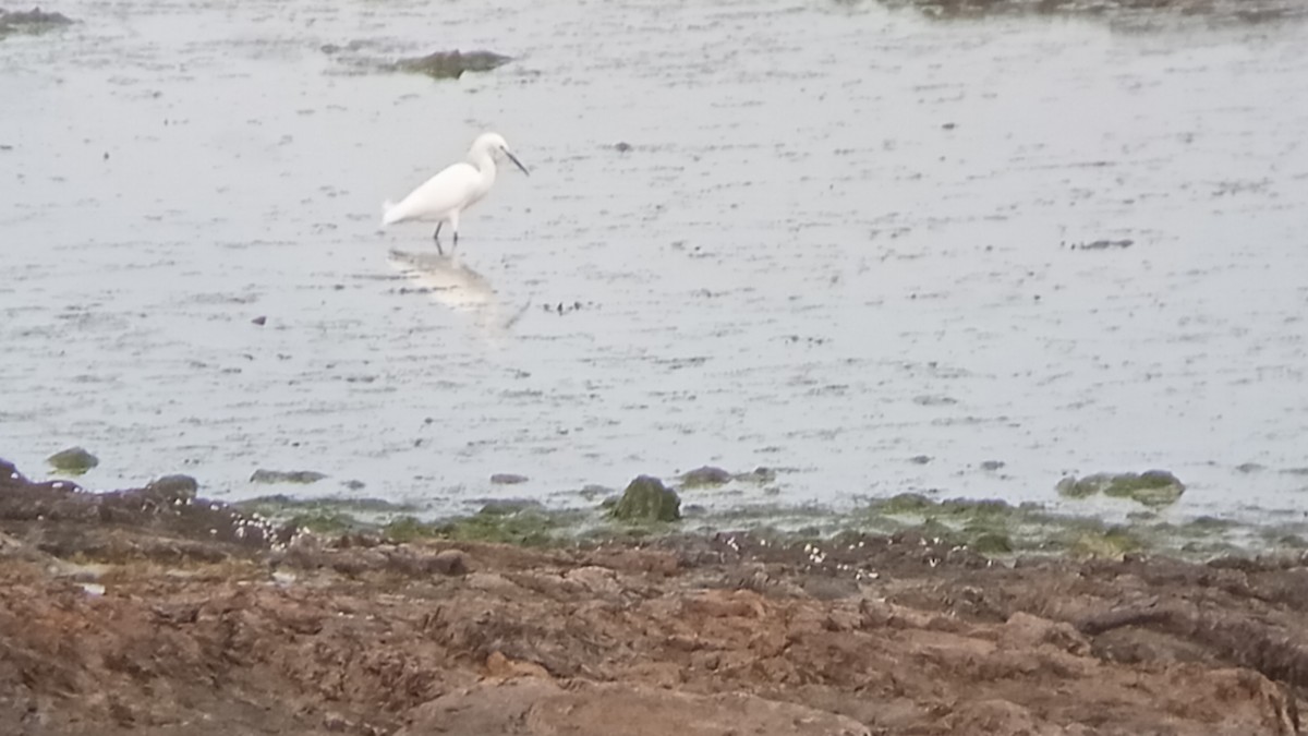 Snowy Egret - ML609097270