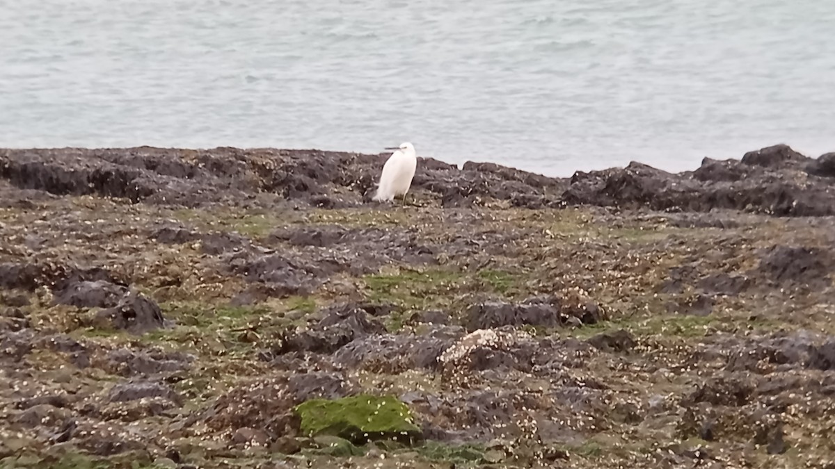 Snowy Egret - ML609097271