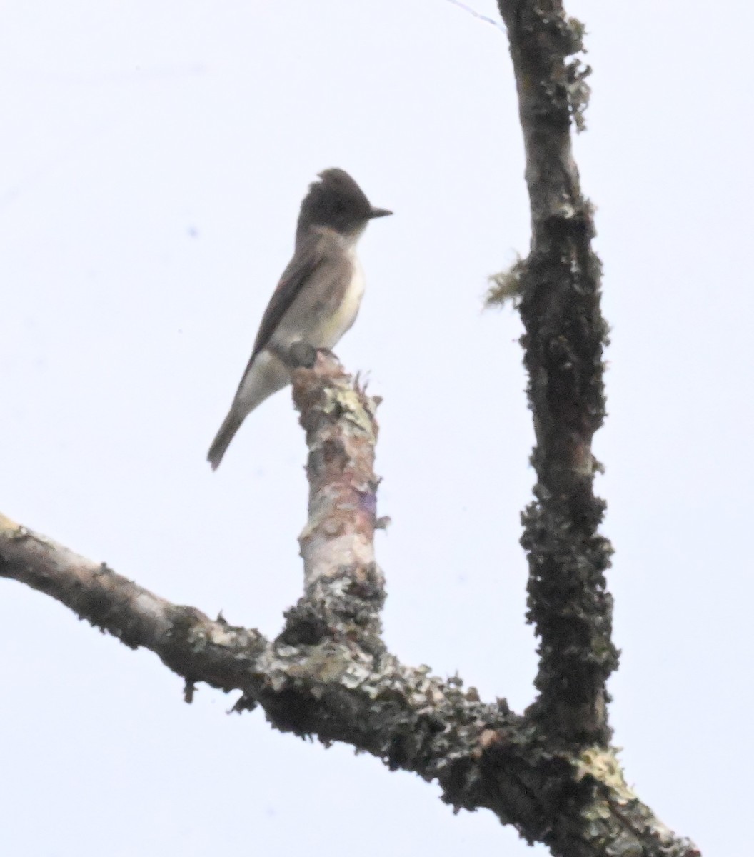 Olive-sided Flycatcher - ML609097289