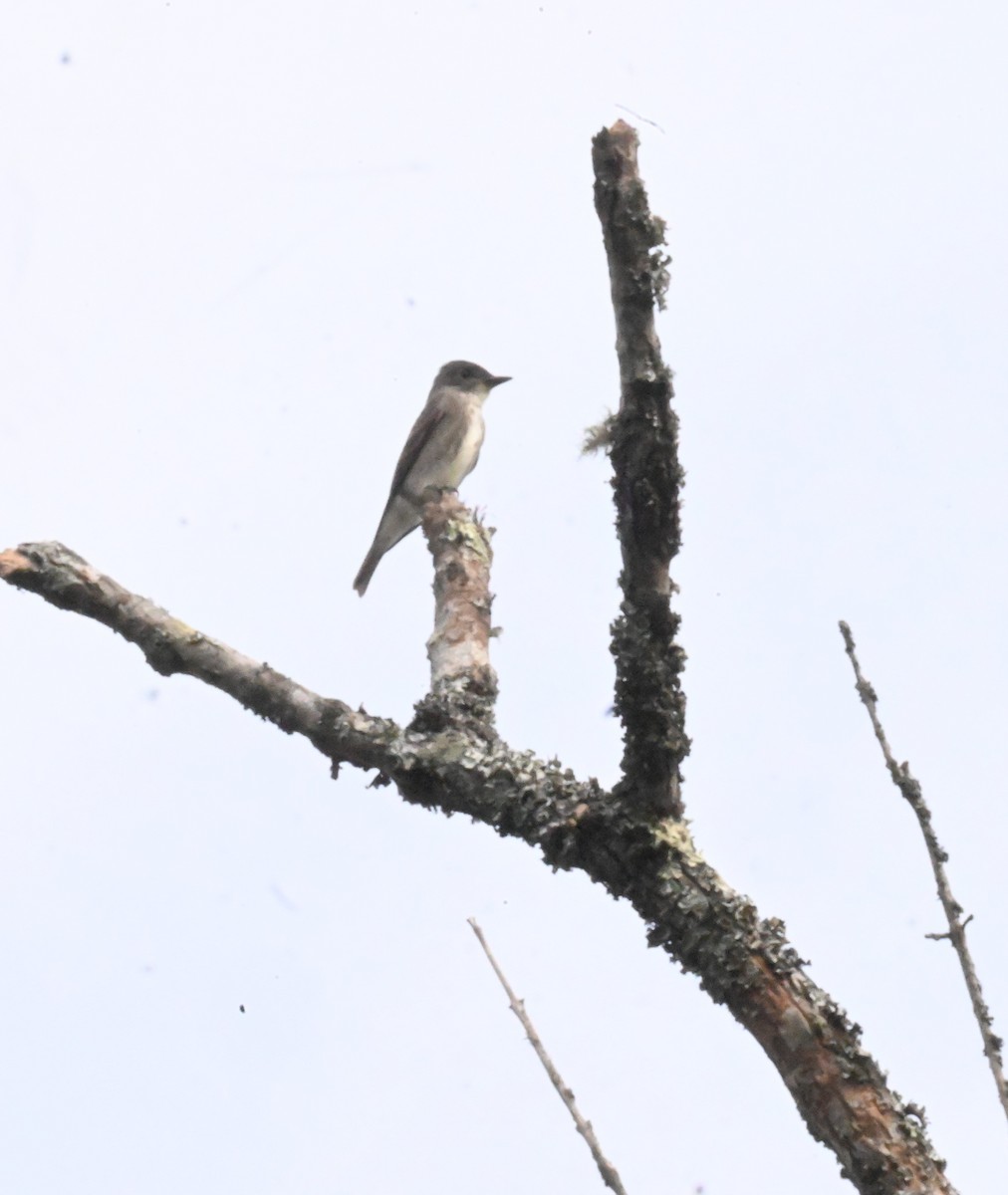 Olive-sided Flycatcher - ML609097291