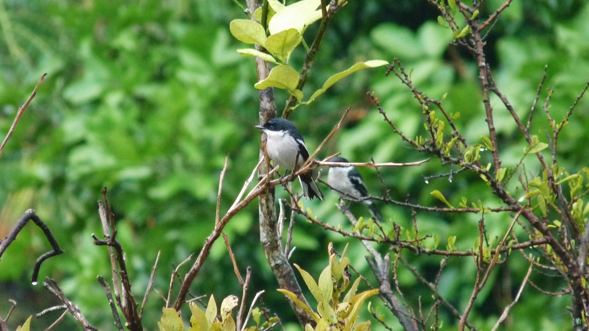 Bar-winged Flycatcher-shrike - Martien Prins