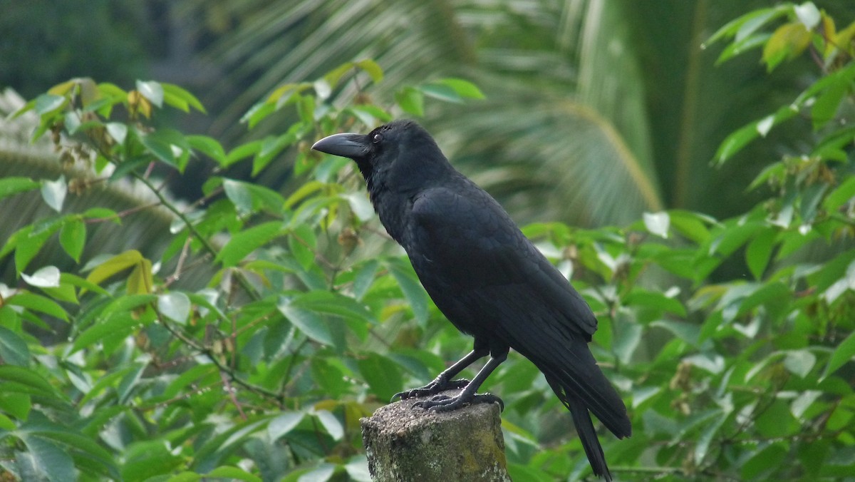 vrána tlustozobá (ssp. culminatus) - ML609097319