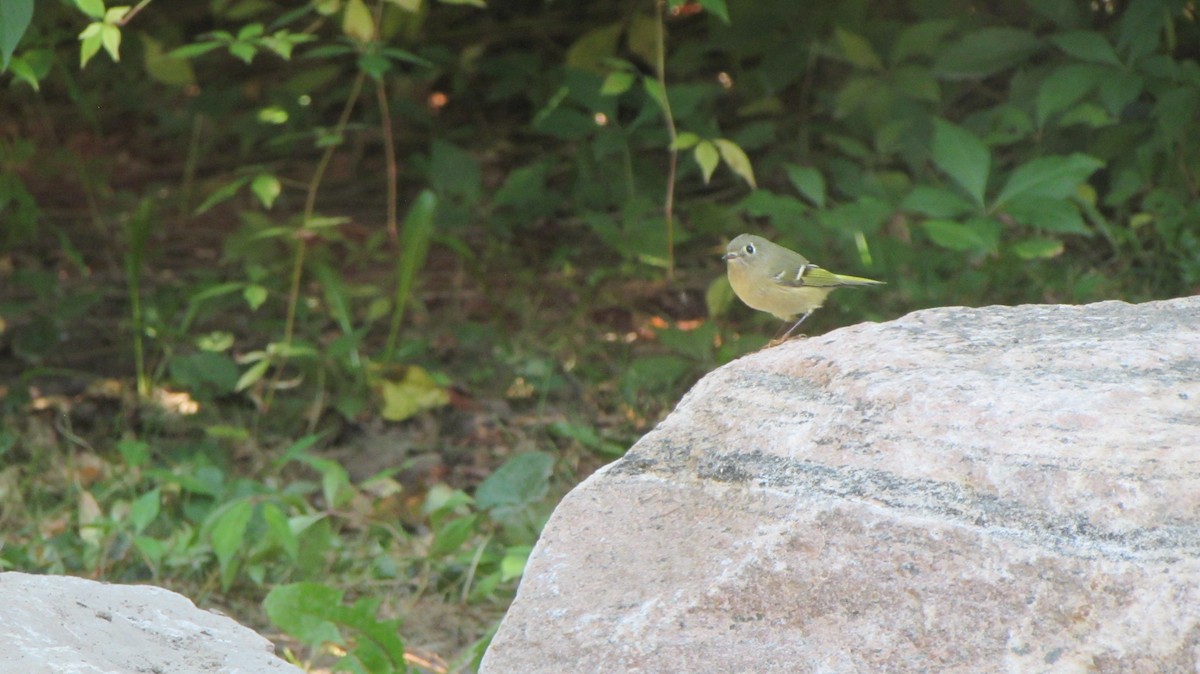 Ruby-crowned Kinglet - ML609097367