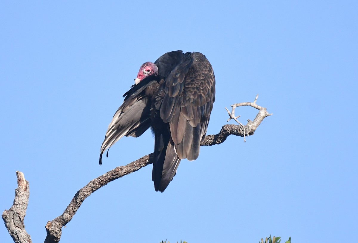 Turkey Vulture - ML609097385