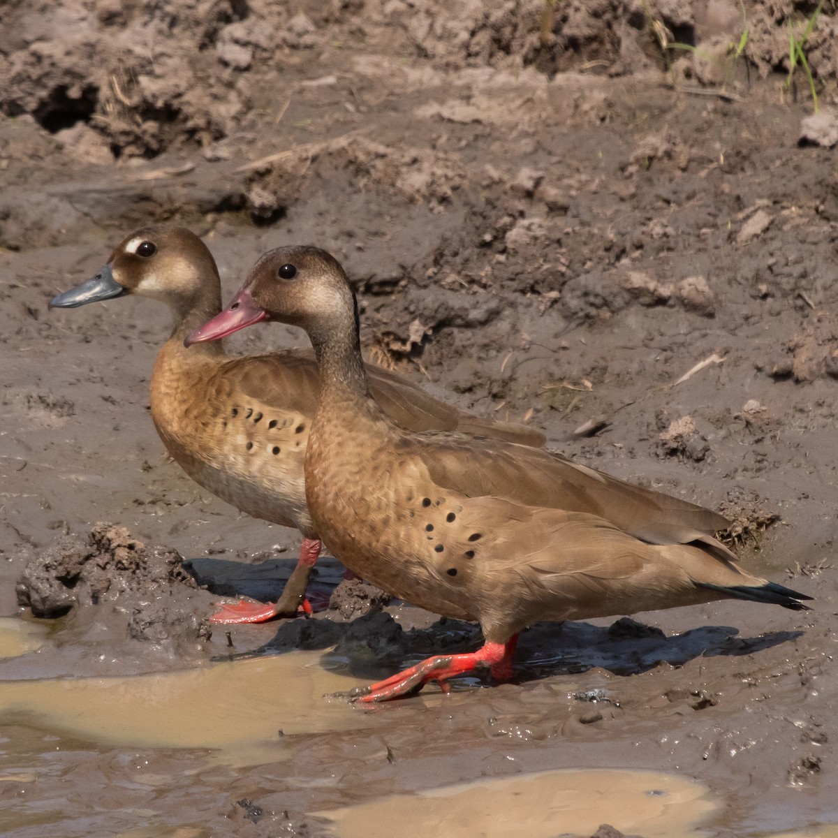 Canard amazonette - ML609097408