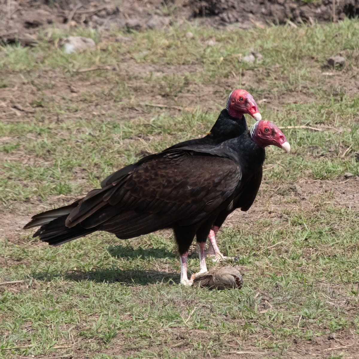 Turkey Vulture - ML609097504