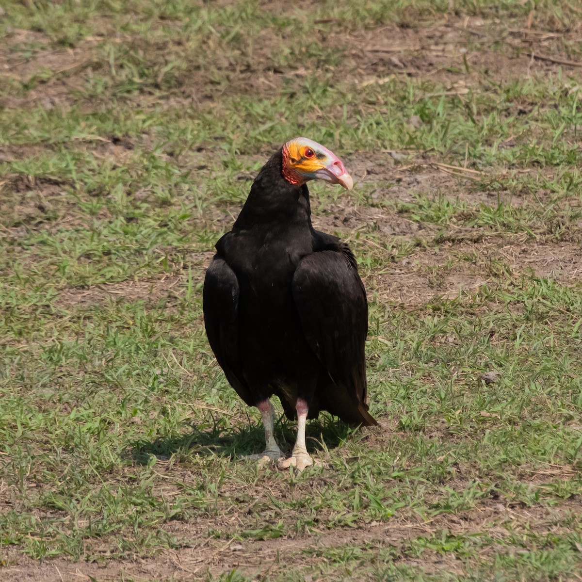 Lesser Yellow-headed Vulture - ML609097512