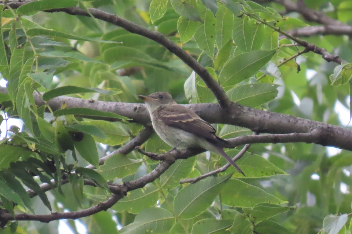 Eastern Wood-Pewee - ML609097524