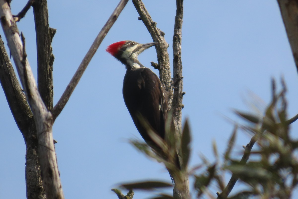 Pileated Woodpecker - Paul Nicholson