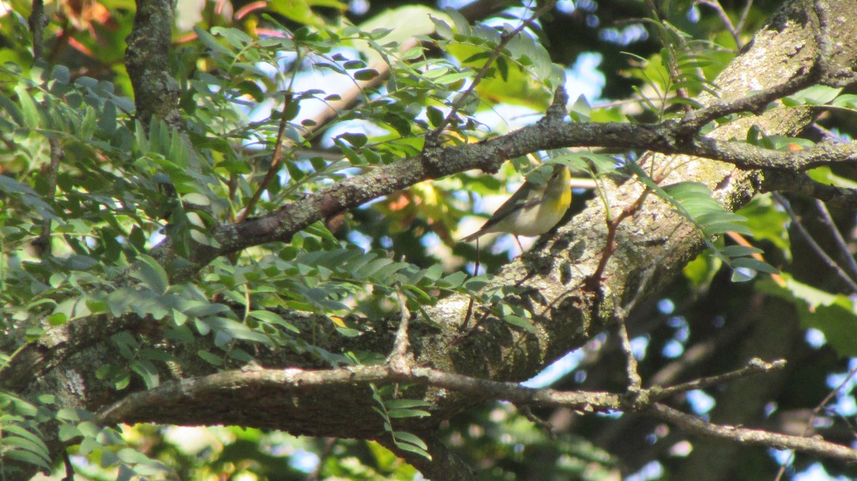 Northern Parula - ML609097549