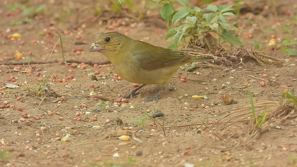 Painted Bunting - ML609097655