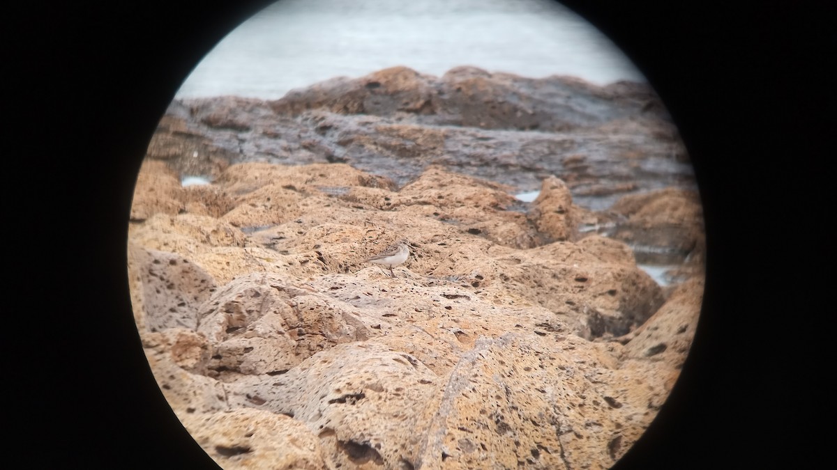 White-rumped Sandpiper - Gustavo Vargas