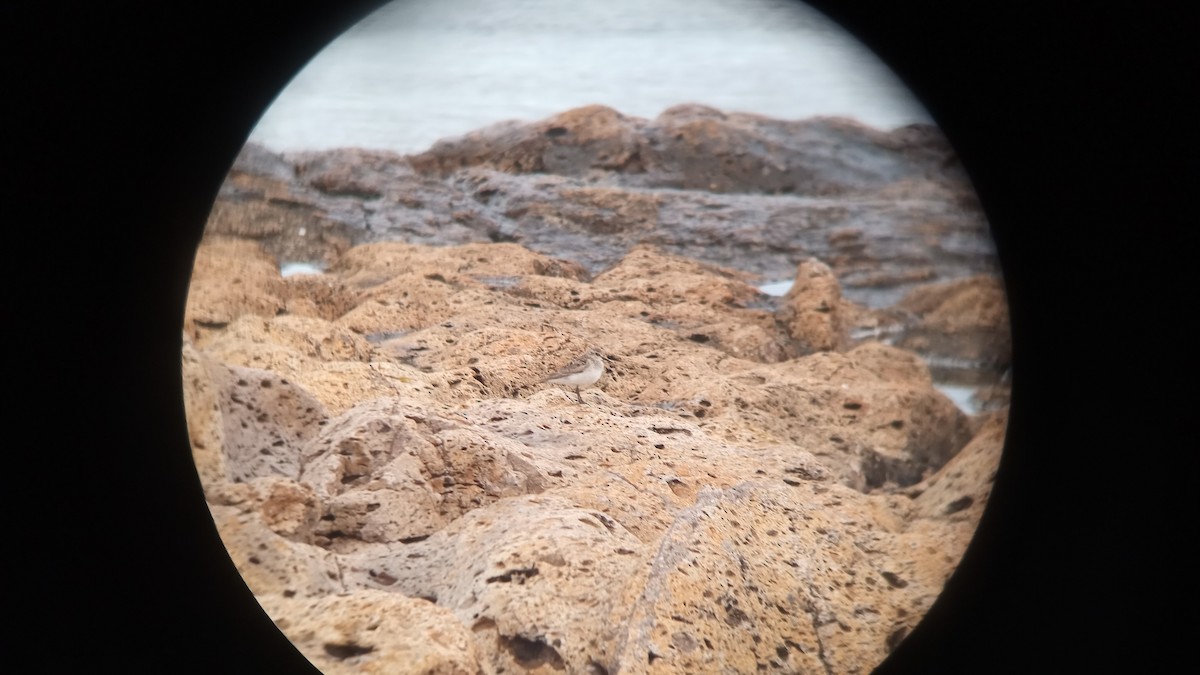 White-rumped Sandpiper - ML609097703