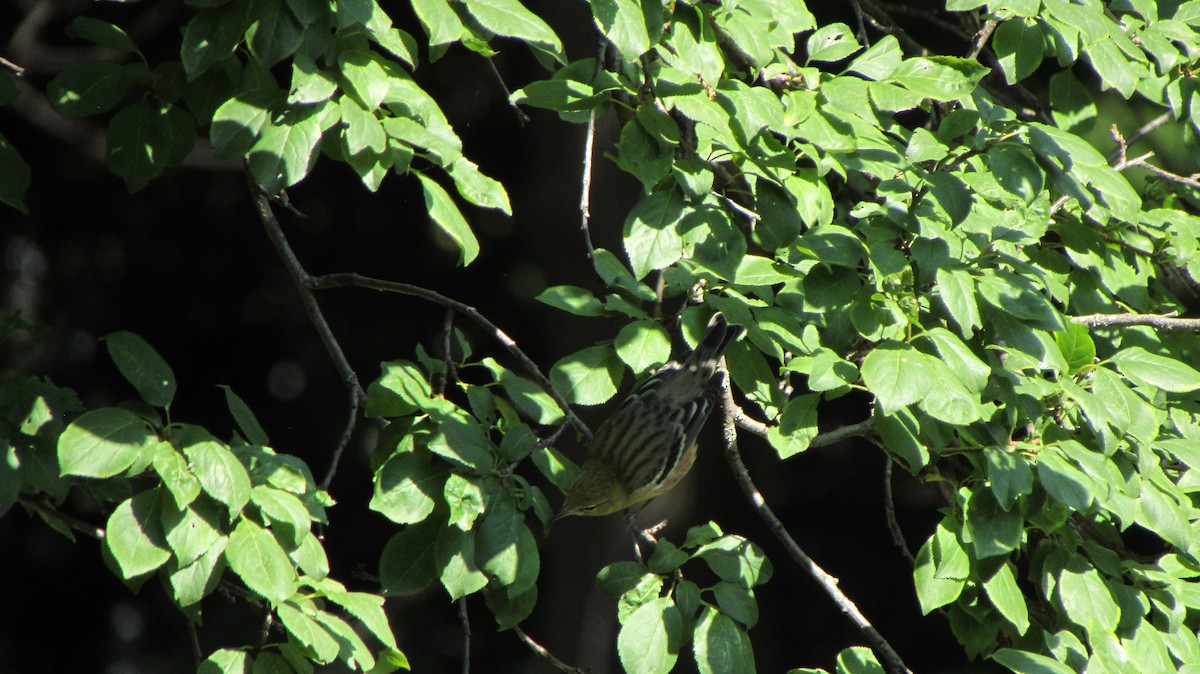 Bay-breasted Warbler - David Coles