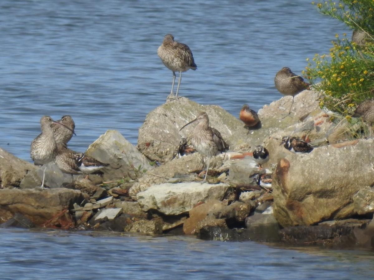 Red Knot - ML609097724