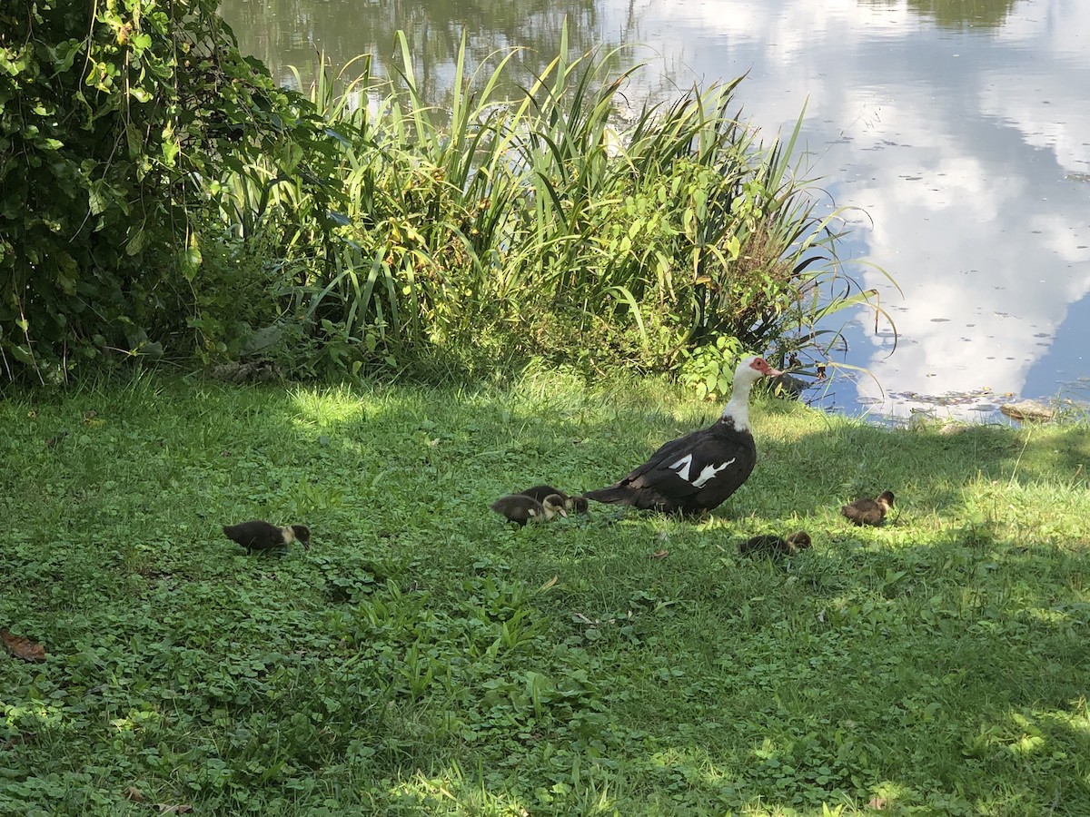 Muscovy Duck (Domestic type) - ML609097773