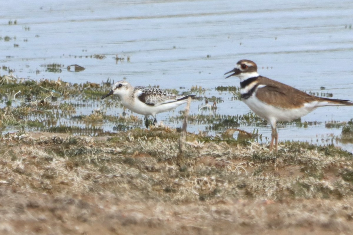 Sanderling - ML609097857