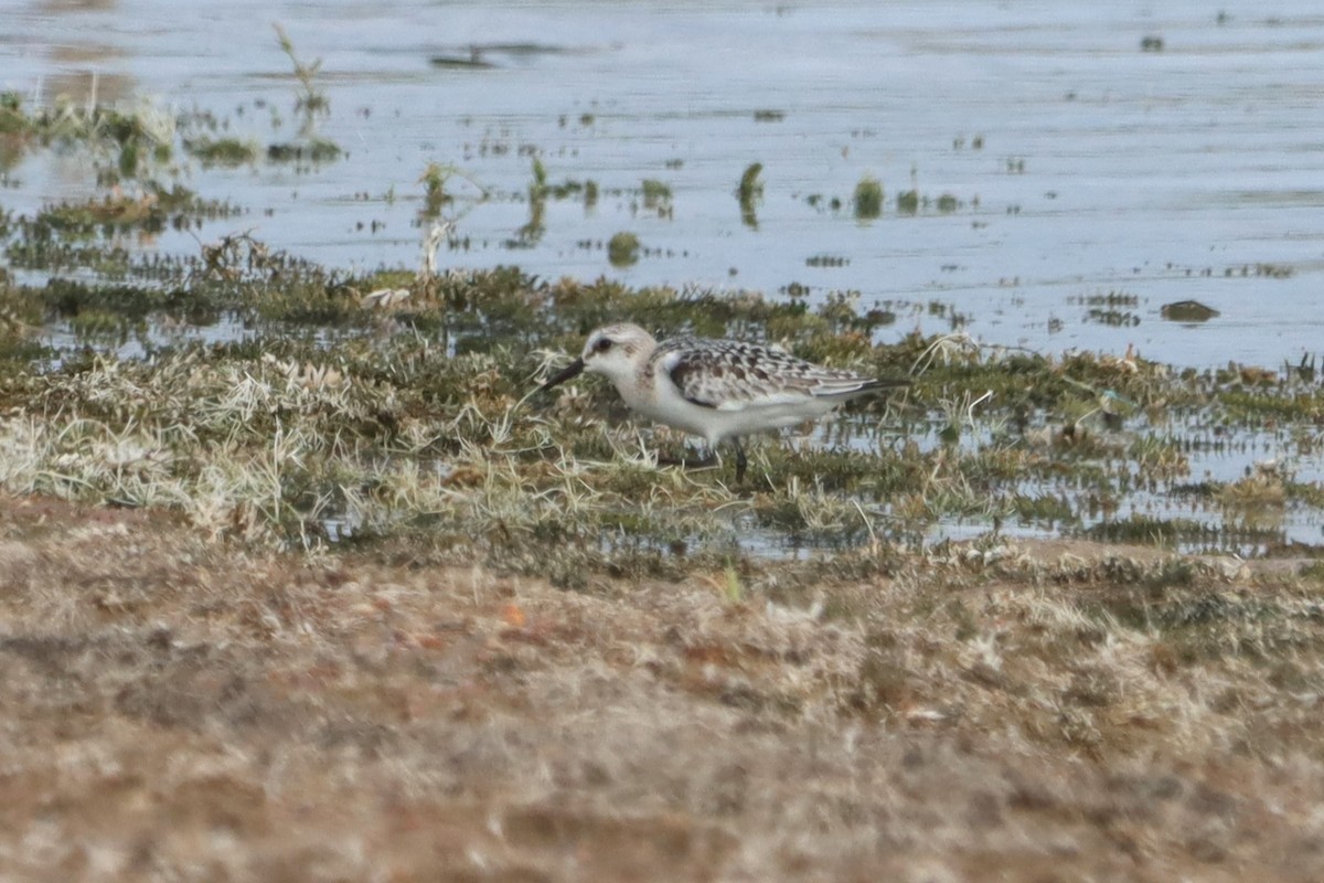 Sanderling - ML609097859