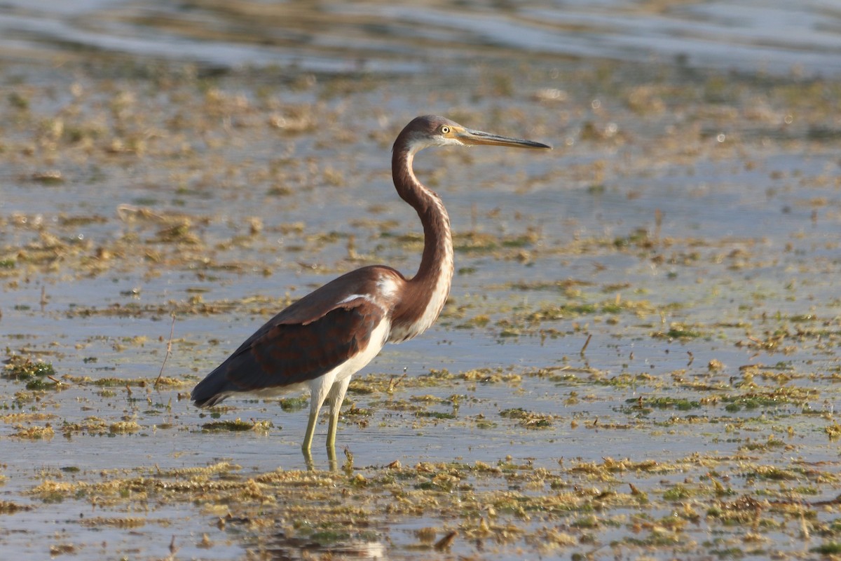 Tricolored Heron - ML609097868