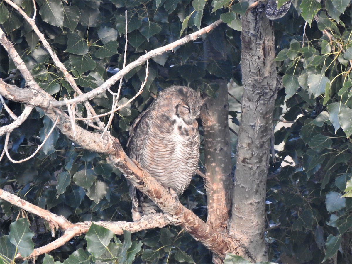 Great Horned Owl - ML609097961