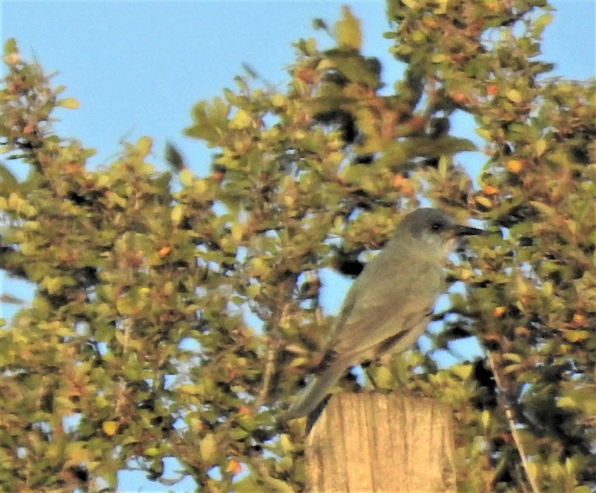 Pinyon Jay - ML609097980