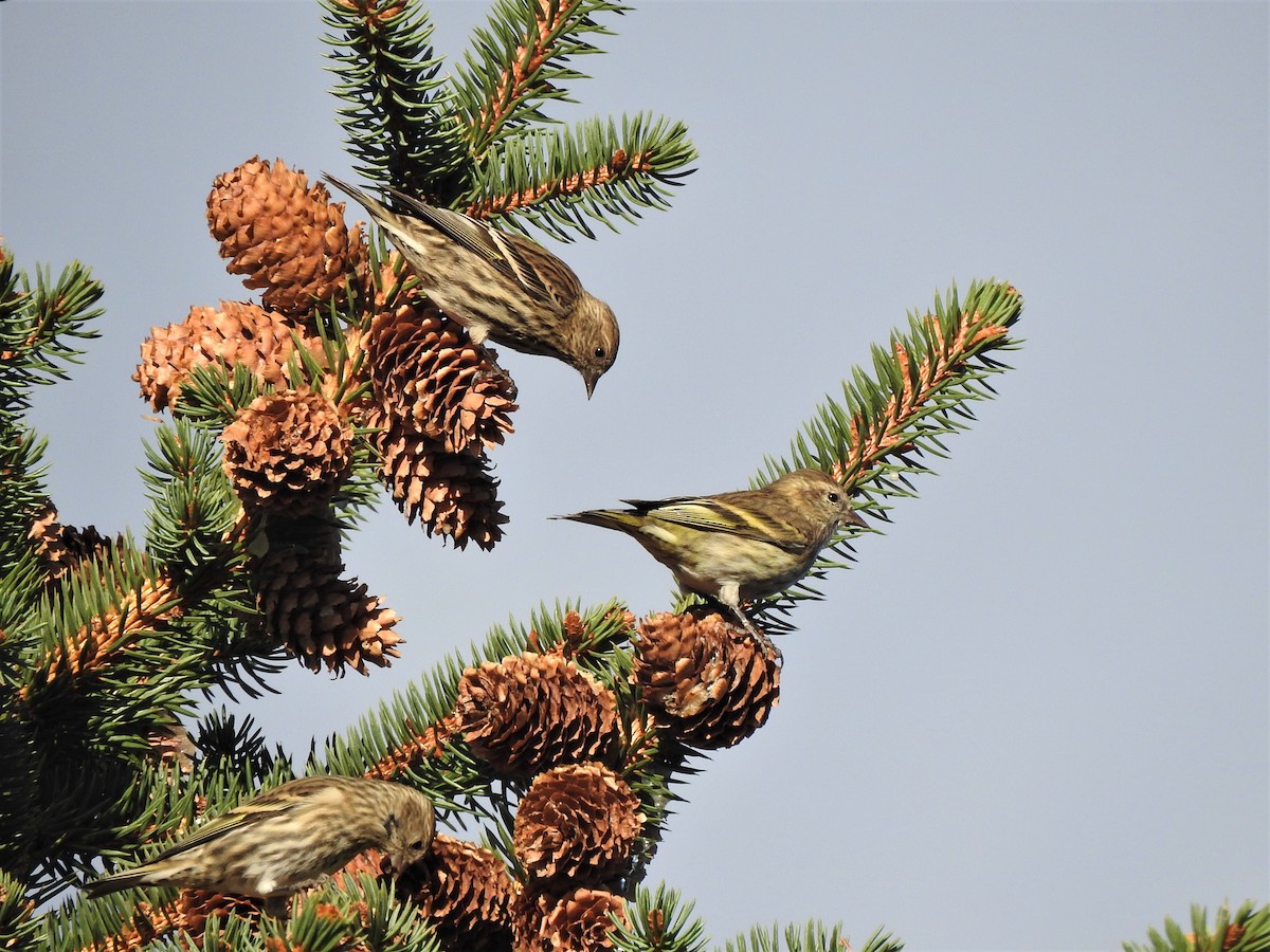 Pine Siskin - ML609097985