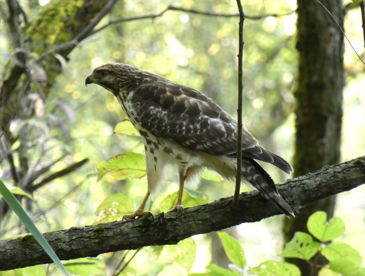 Red-tailed Hawk - Martine Giroux