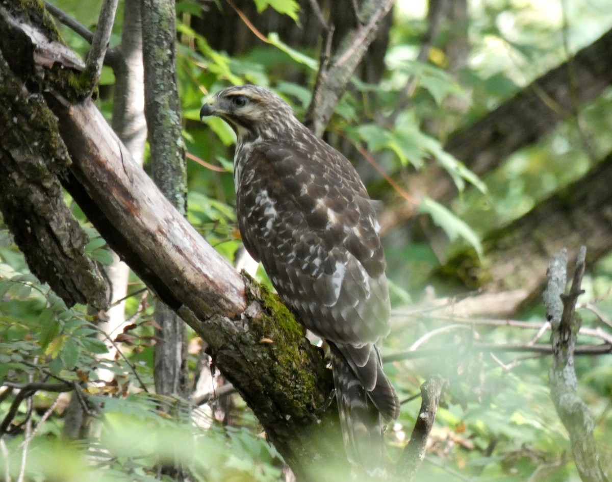 Red-tailed Hawk - Martine Giroux