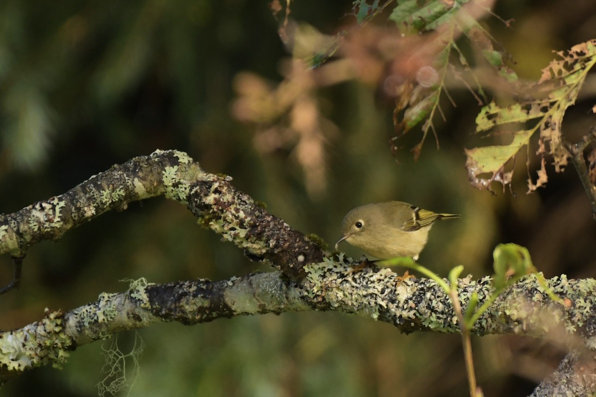 Ruby-crowned Kinglet - ML609098237