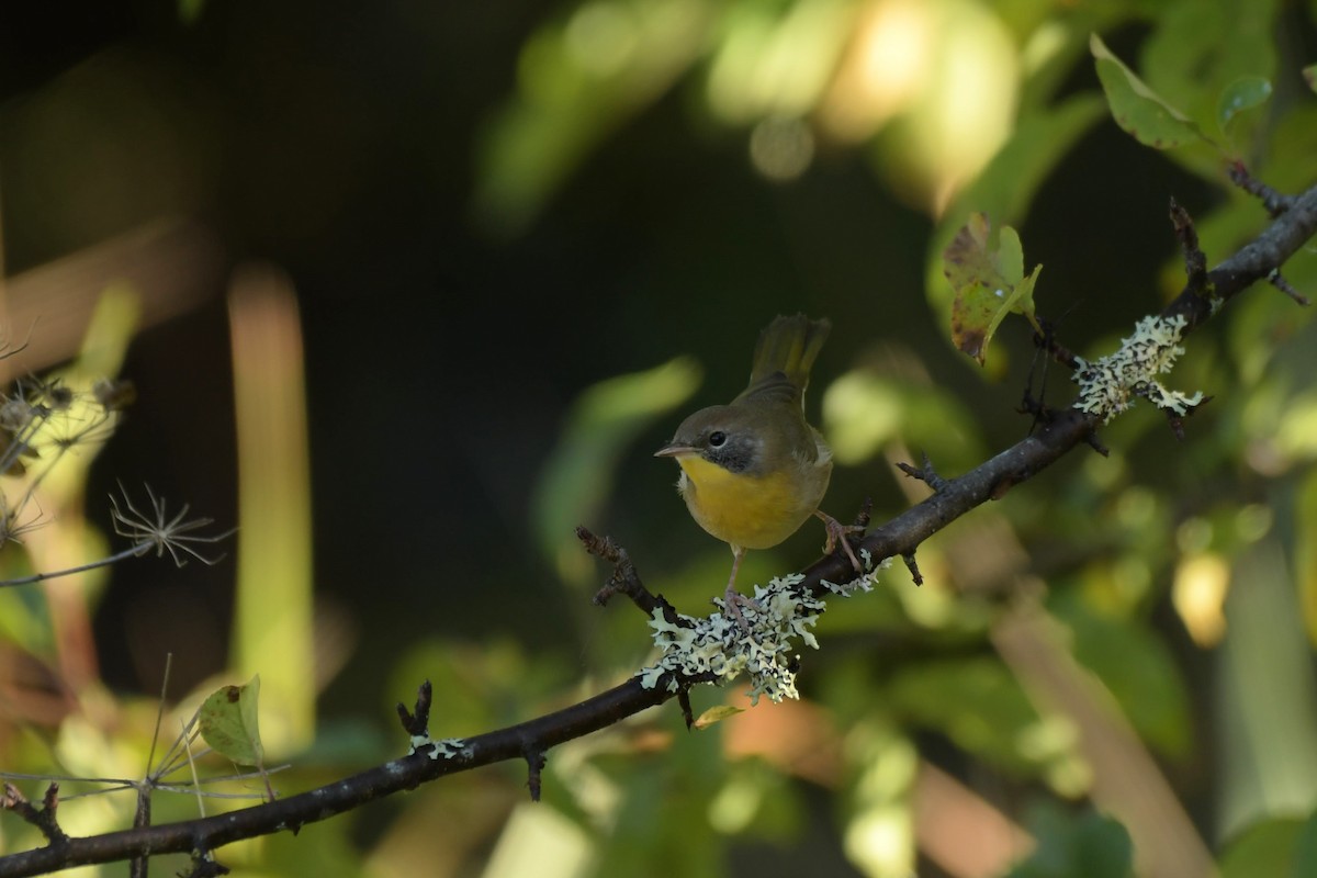 Common Yellowthroat - ML609098352