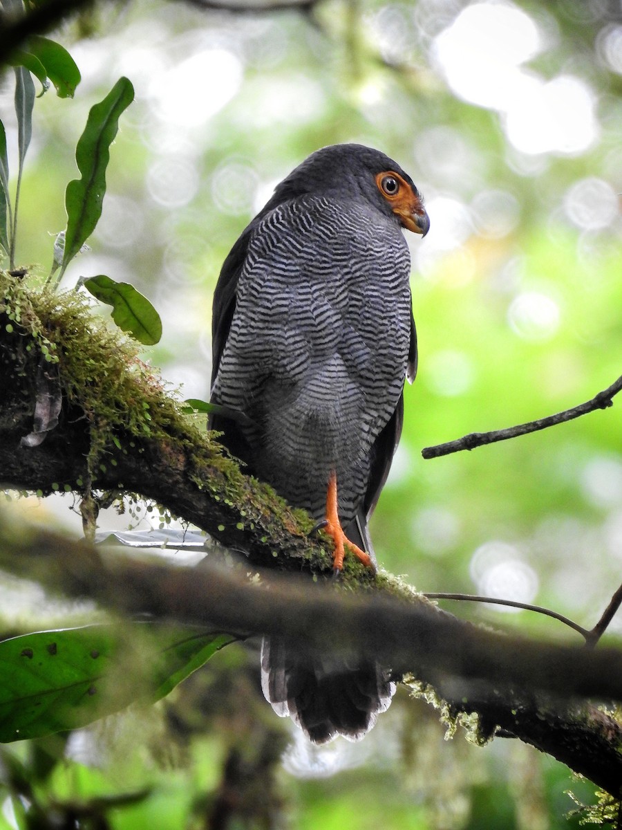 Barred Forest-Falcon - ML609098465