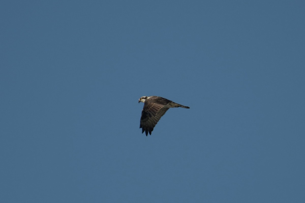 Águila Pescadora - ML609098530