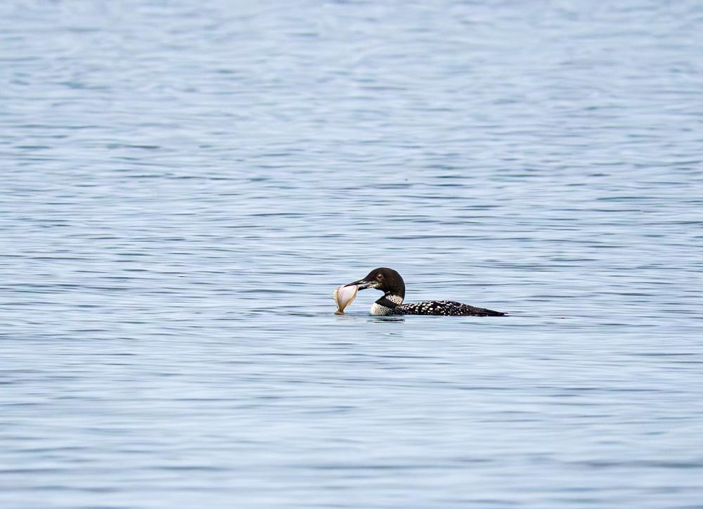 Common Loon - ML609098611