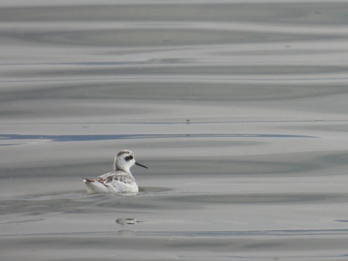 Phalarope à bec étroit - ML609098638