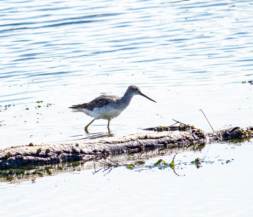 Greater Yellowlegs - ML609098646