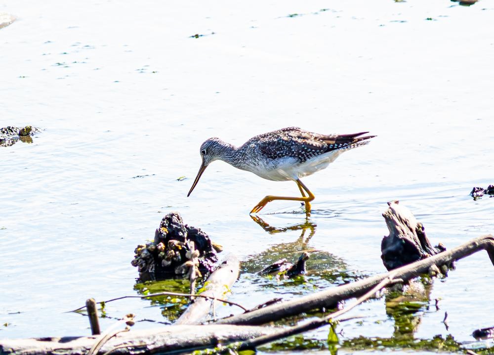Greater Yellowlegs - ML609098647