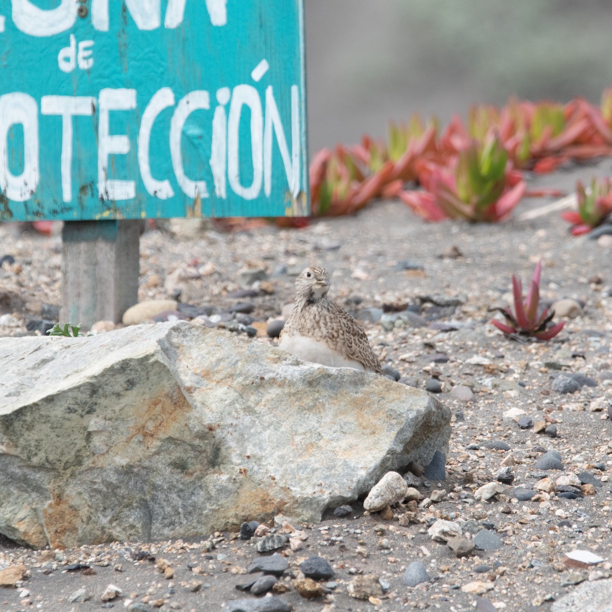 Least Seedsnipe - ML609098724