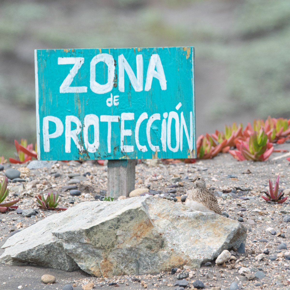 Least Seedsnipe - ML609098725