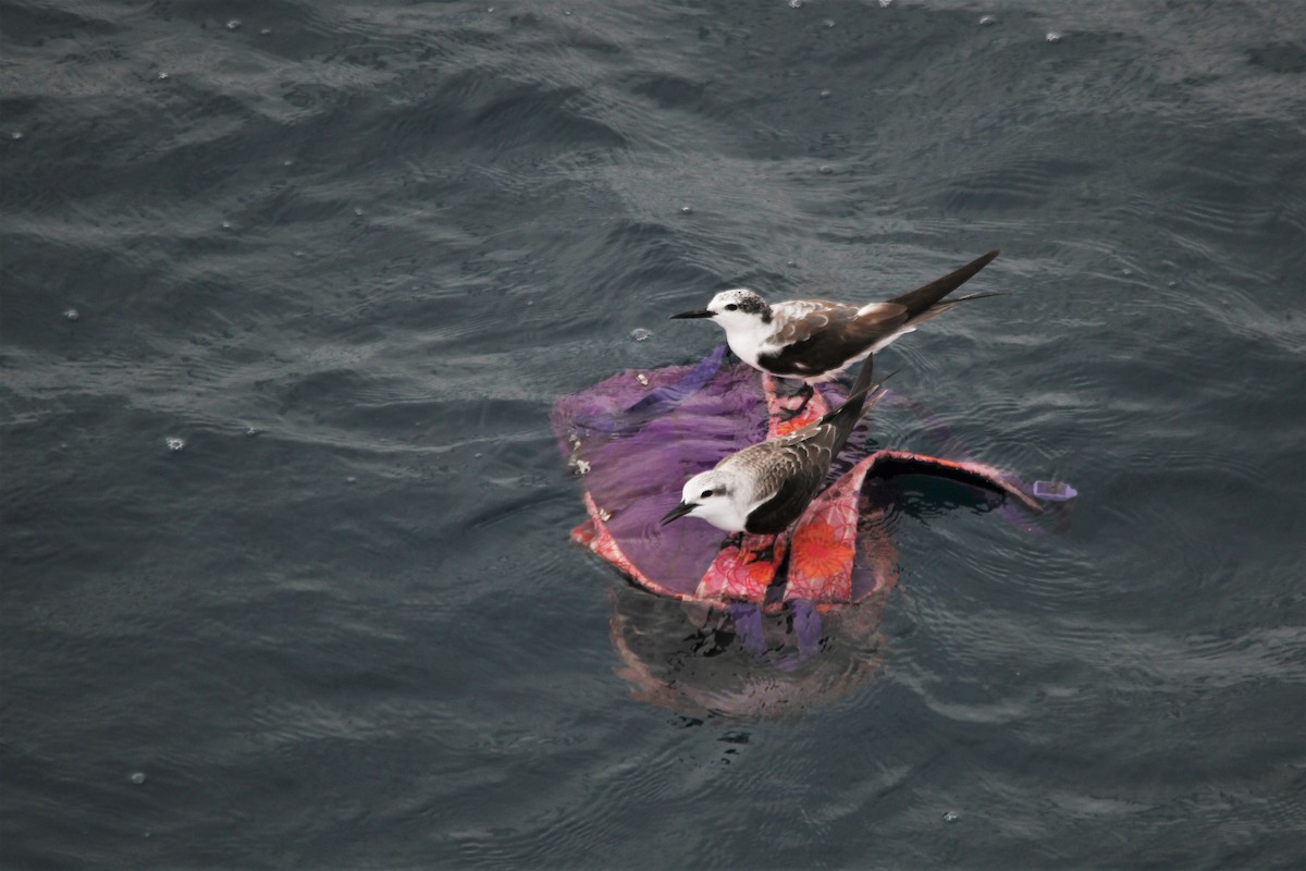 Bridled Tern - Brendan Murtha