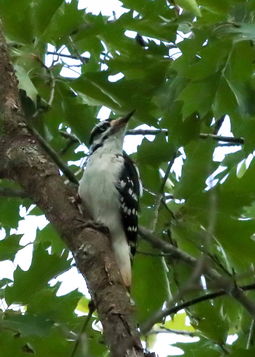 Hairy Woodpecker - John Rudd