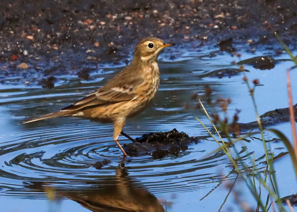 American Pipit - John Rudd