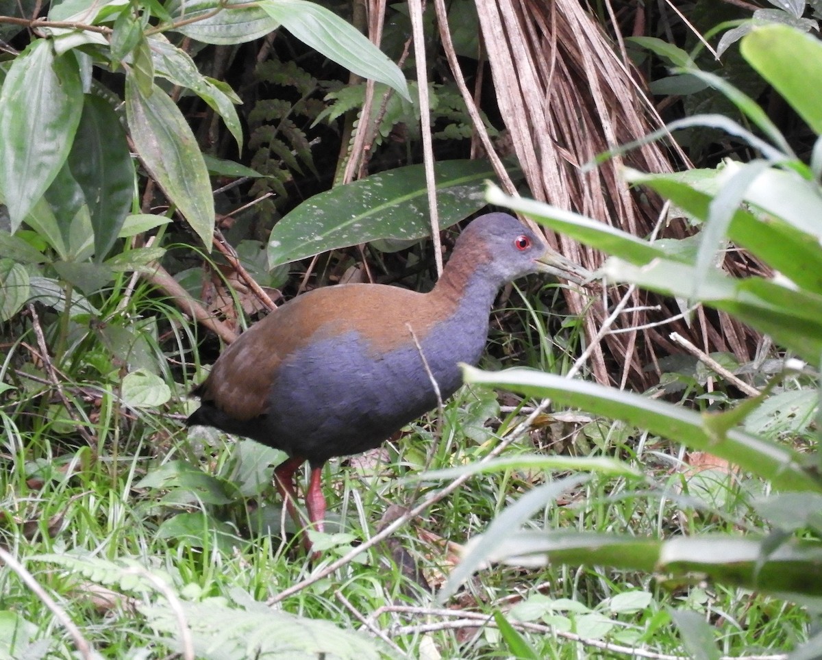 Slaty-breasted Wood-Rail - ML609098950