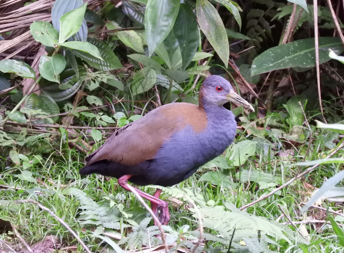 Slaty-breasted Wood-Rail - ML609098952