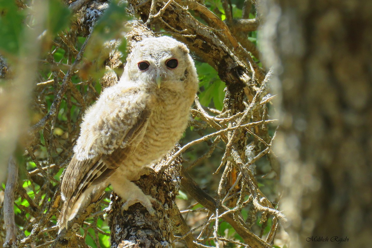 Tawny Owl - Malihe Rajabi