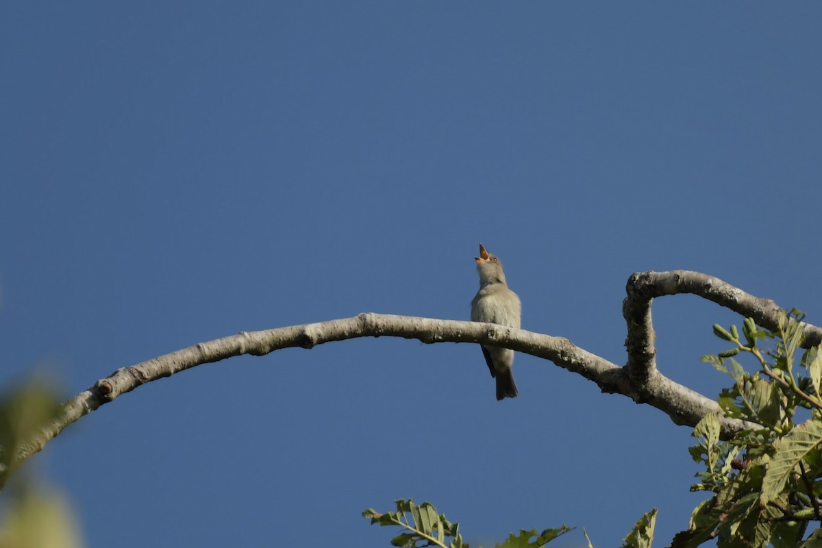 Western Wood-Pewee - Kelly Kirkpatrick