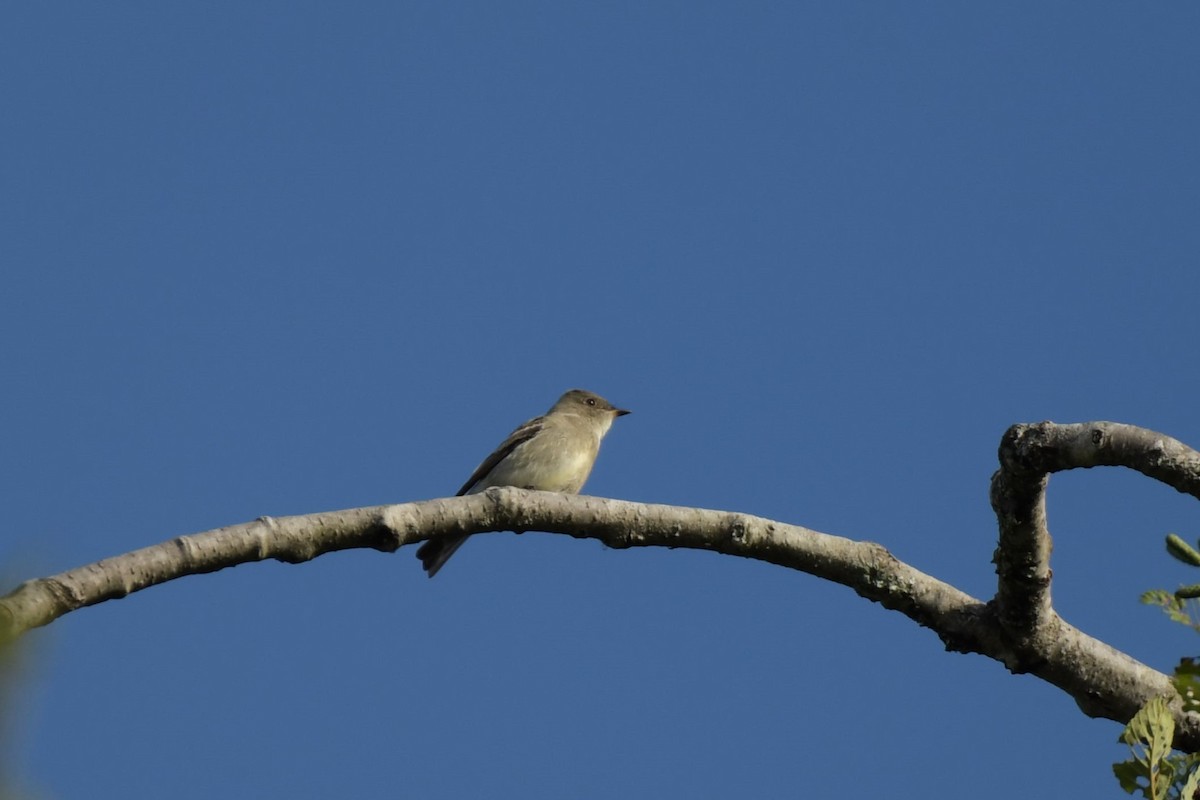 Western Wood-Pewee - Kelly Kirkpatrick