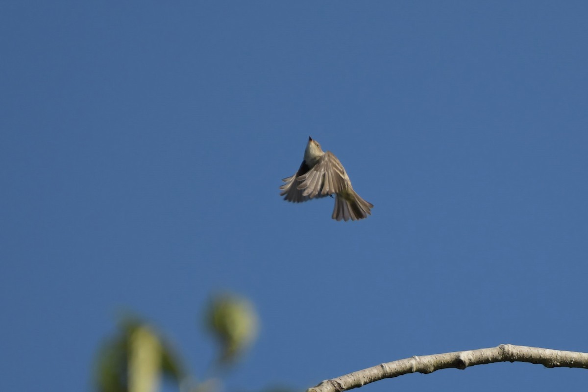 Western Wood-Pewee - Kelly Kirkpatrick