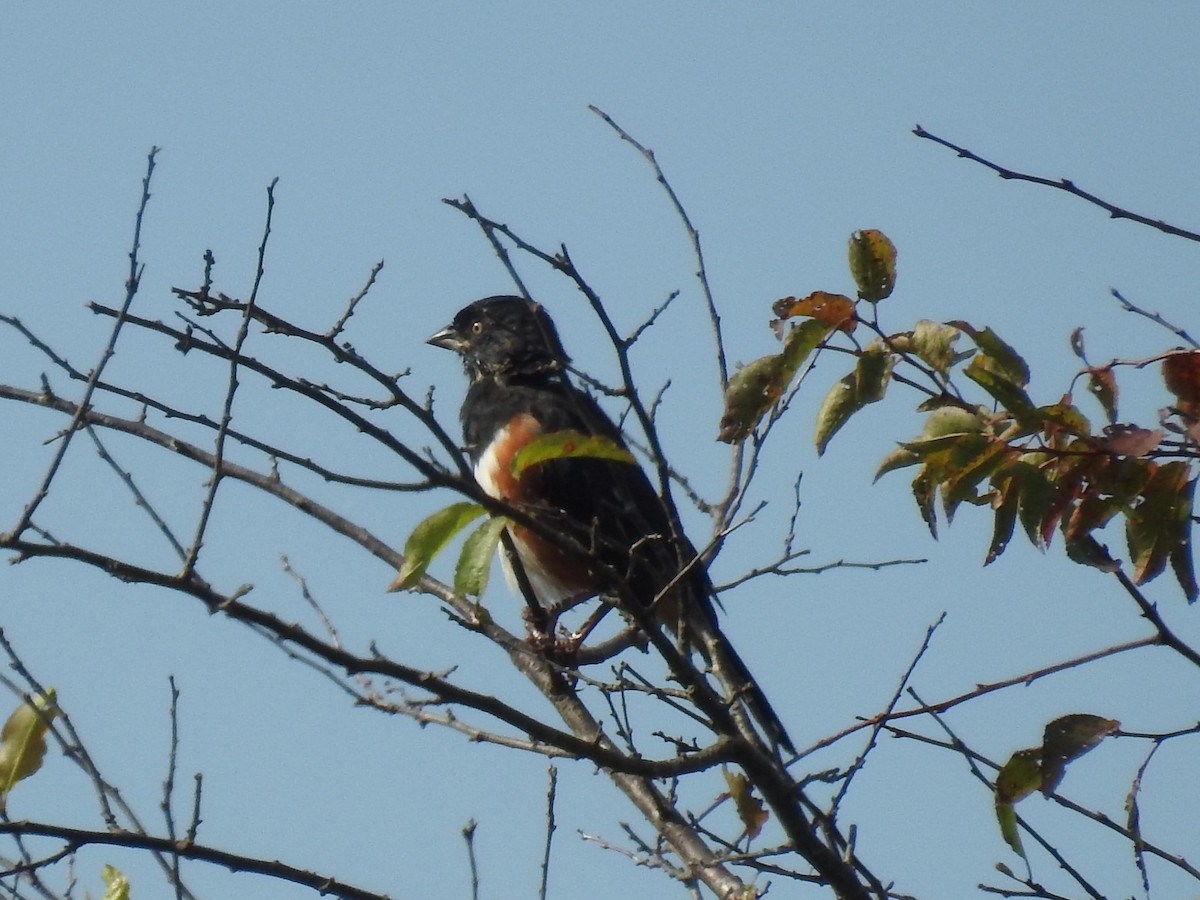 Eastern Towhee - ML609099607